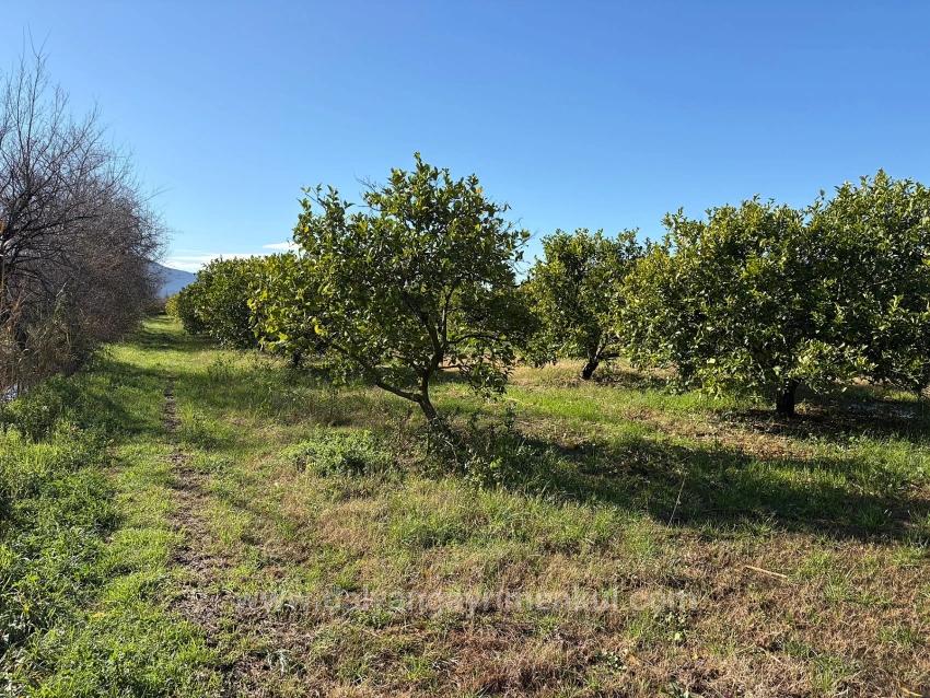Dalyan'da 16.500M2 Satılık Limon Bahçesi