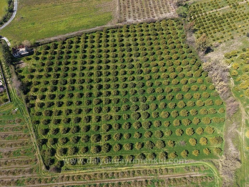 Dalyan Merkeze Yakın 17.550M2 Satılık Bağ-Bahçe