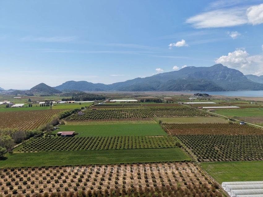 Eskiköy'de 16000M2 Satılık Nar Bahçesi