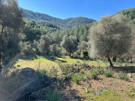 Gökbel'de Doğa Ve Orman İçerisinde Satılık Tarla