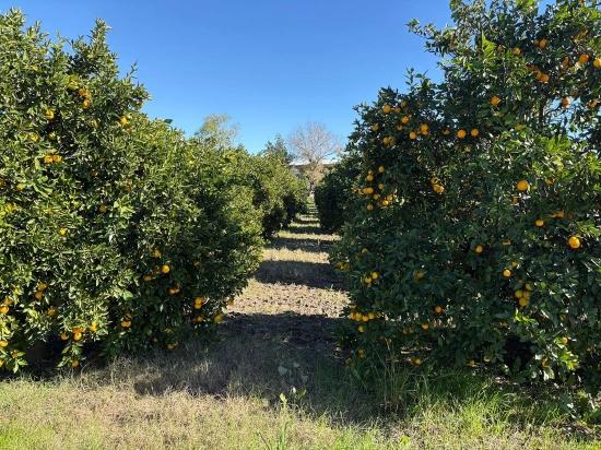 Ekşiliyurt'ta 1085M2 Yerleşik Alan İçerisinde İmarlı Satılık Arsa