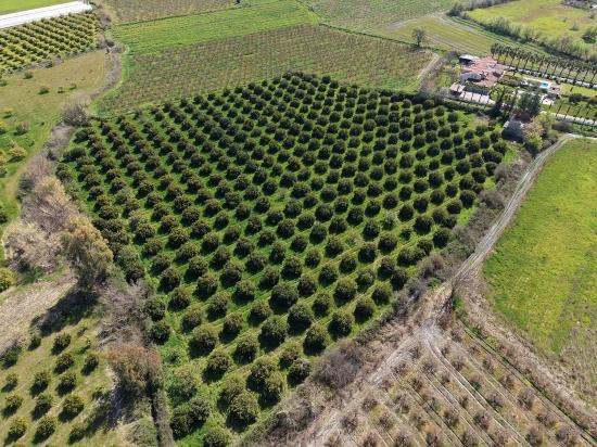 Dalyan Merkeze Yakın 17.550M2 Satılık Bağ-Bahçe